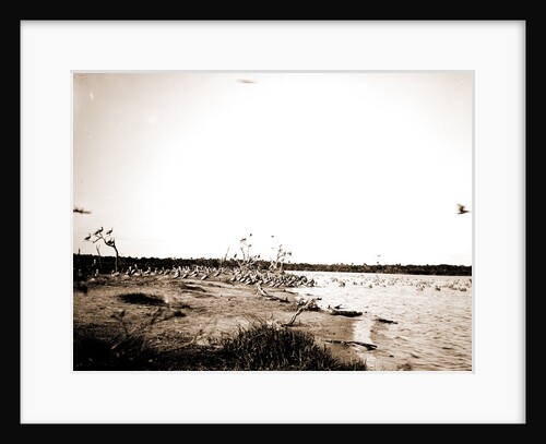 Pelican Island, Indian River, Jackson, Waterfronts, Pelicans, Bays, United States, Florida, Indian River, United States, Florida, Pelican Island, 1880 by William Henry