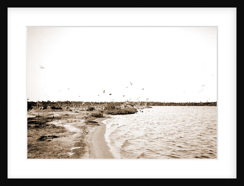 Pelican Island, Indian River, Jackson, Waterfronts, Pelicans, Bays, United States, Florida, Indian River, United States, Florida, Pelican Island, 1880 by William Henry