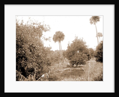 Grove at Barker's Bluff, Jackson, Trees, Bays, United States, Florida, Indian River, United States, Florida, Barker's Bluff, 1880 by William Henry