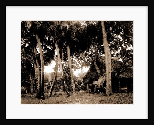 Dawson's, Gem Island, Indian River, Jackson, Trees, Dwellings, Bays, United States, Florida, Indian River, United States, Florida, Gem Island, 1880 by William Henry