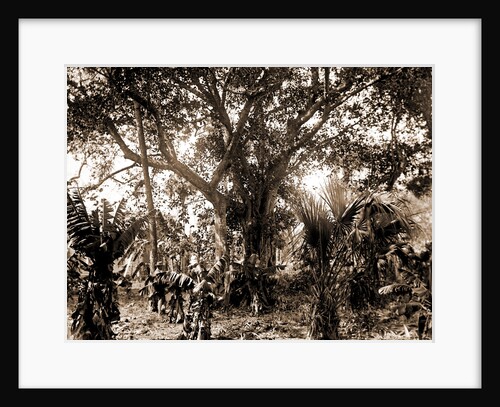 Rubber tree, Eden, Jackson, Rubber trees, Bays, United States, Florida, Indian River, United States, Florida, Eden, 1880 by William Henry