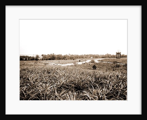 Pineapples at Eden, Jackson, Pineapples, Windmills, Bays, United States, Florida, Indian River, United States, Florida, Eden, 1880 by William Henry
