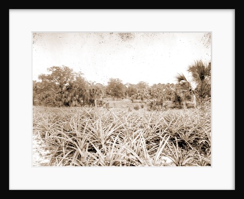 Pineapples at Eden, Jackson, Pineapples, Bays, United States, Florida, Indian River, United States, Florida, Eden, 1880 by William Henry