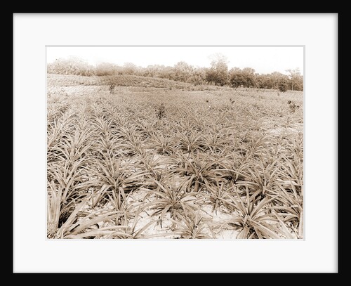 Pineapple field at Eden, Jackson, Pineapple plantations, United States, Florida, Indian River, 1880 by William Henry