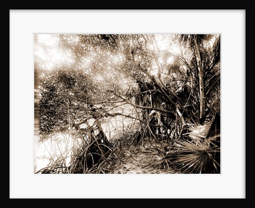 Mangroves in Jupiter Narrows, Jackson, Mangrove plants, Bays, United States, Florida, Jupiter Narrows, 1880 by William Henry