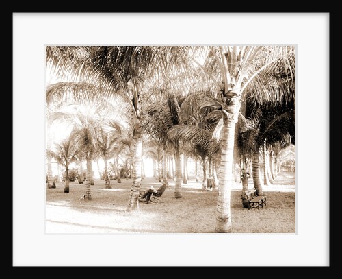 Cocoanut grove at McCormick's, Lake Worth, Fla, Jackson, McCormick's (Lake Worth, Fla.), Palms, United States, Florida, Lake Worth, 1880 by William Henry