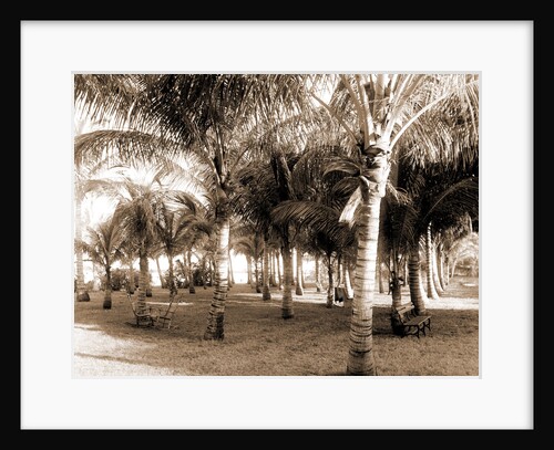 Cocoanut grove at McCormick's, Lake Worth, Fla, Jackson, McCormick's (Lake Worth, Fla.), Palms, United States, Florida, Lake Worth, 1880 by William Henry