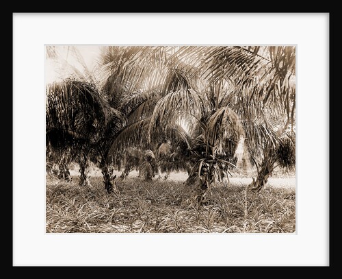 Cocoanuts and pineapples, Lake Worth, Fla, Jackson, Palms, Pineapples, United States, Florida, Lake Worth, 1880 by William Henry