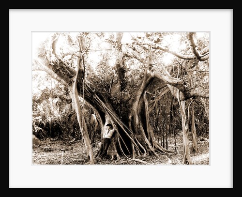Rubber tree, Lake Worth, Fla, Jackson, Rubber trees, United States, Florida, Lake Worth, 1880 by William Henry