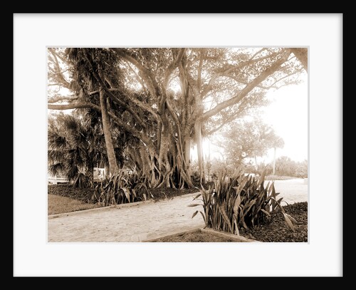 Cragin's rubber tree, Jackson, Rubber trees, United States, Florida, Lake Worth, 1880 by William Henry