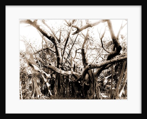 Rubber trees, Lake Worth, Jackson, Rubber trees, United States, Florida, Lake Worth, 1880 by William Henry
