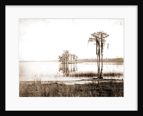 Lake Louise near Seville, Fla, Jackson, Lakes & ponds, United States, Florida, Louise, Lake, United States, Florida, Seville, 1880 by William Henry