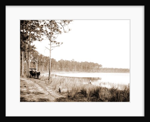 Lake Louise near Seville, Fla, Jackson, Lakes & ponds, Waterfronts, United States, Florida, Louise, Lake, United States, Florida, Seville, 1880 by William Henry