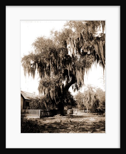 Live oak near Seville, Fla, Jackson, Trees, United States, Florida, Seville, 1880 by William Henry