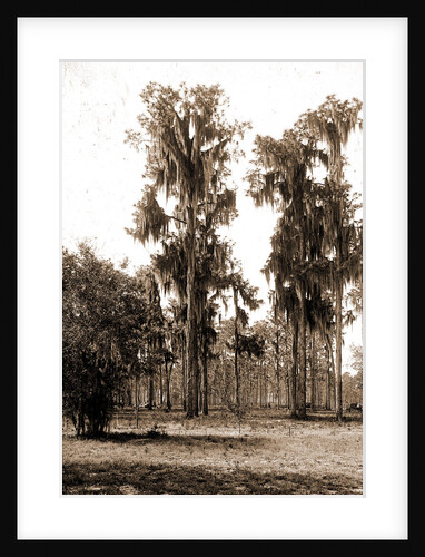 Florida pines, Jackson, Pines, Spanish moss, United States, Florida, 1880 by William Henry