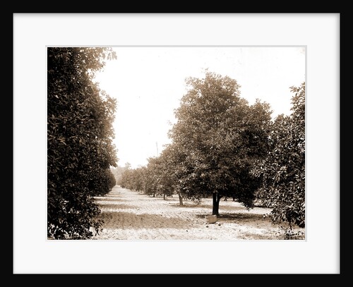 Orange grove, Seville, Fla, Jackson, Orange orchards, United States, Florida, Seville, 1880 by William Henry