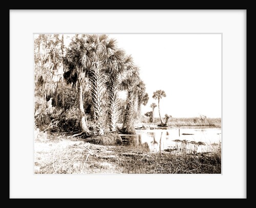 Shore line along Lake George, Fla, Jackson, Palms, Lakes & ponds, United States, Florida, 1880 by William Henry