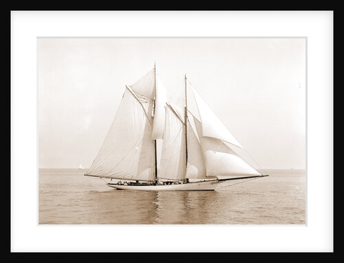 Shamrock (Schooner), 1892 by Anonymous