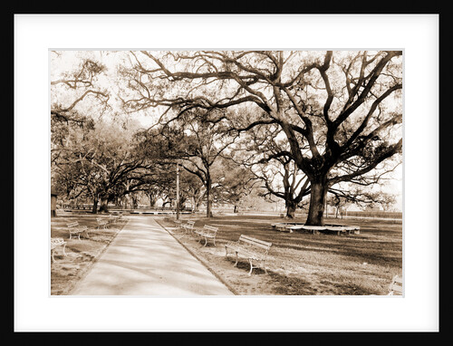 City park, New Orleans by Anonymous