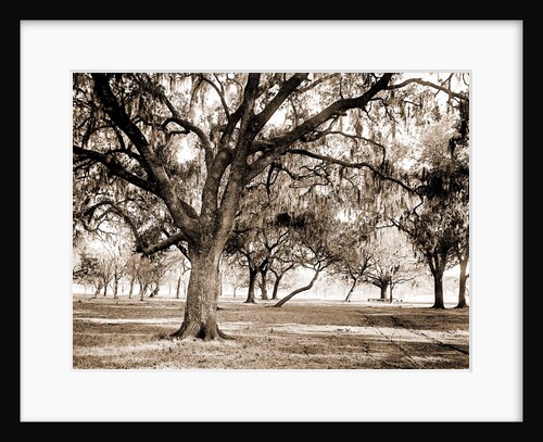 Old duelling grounds, New Orleans by Anonymous