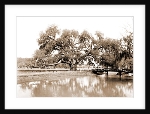 Washington Oak, Audubon Park by Anonymous