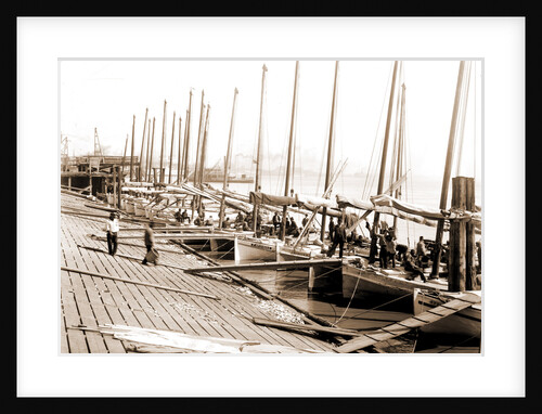 Oyster luggers at the levee, New Orleans by Anonymous
