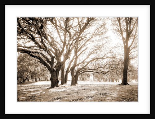 Chicora Park, Charleston by Anonymous
