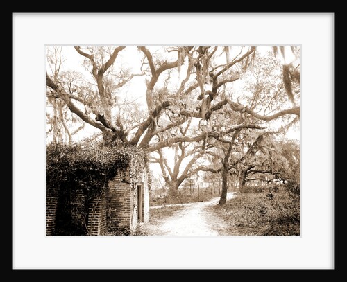 Chicora Park, Charleston by Anonymous
