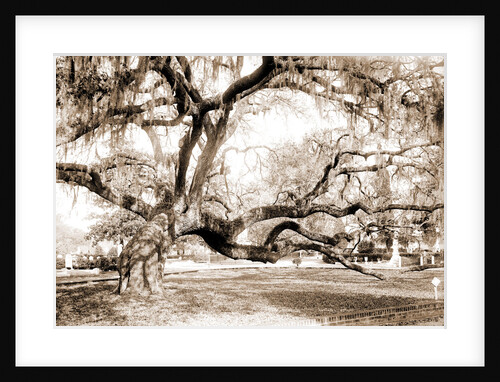 Magnolia Cemetery, live oaks by Anonymous