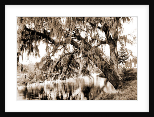 Live oak, Magnolia Cemetery by Anonymous