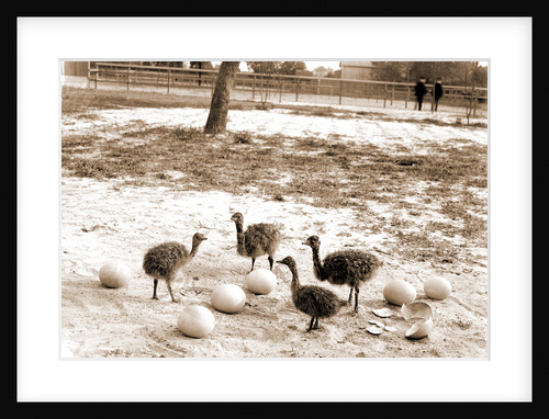 Ostrich farm, Hot Springs by Anonymous