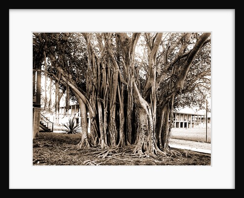 Rubber tree in U.S. barracks, Key West by Anonymous