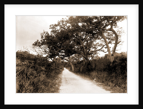 Road to Cocoanut Grove by Anonymous