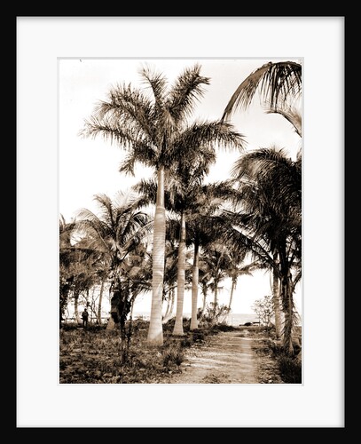 Royal palms at Cocoanut Grove by Anonymous