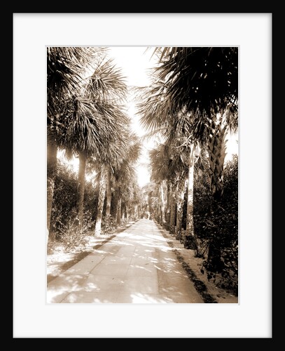 Ocean Ave, Palm Beach by Anonymous