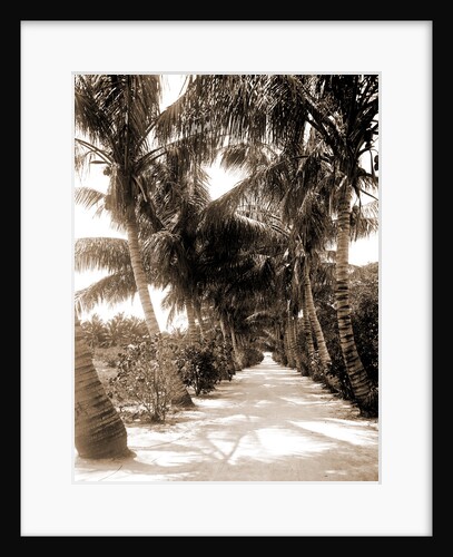 Cocoanut Ave, Palm Beach by Anonymous