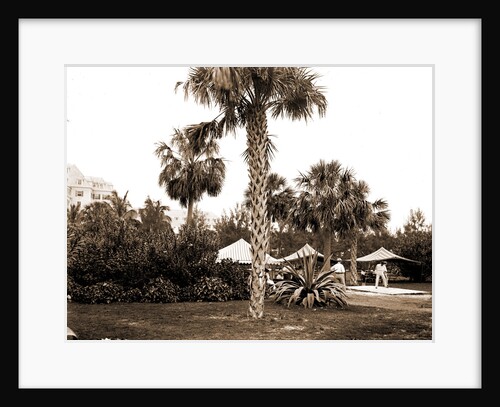 Golf links, Hotel Royal Poinciana by Anonymous