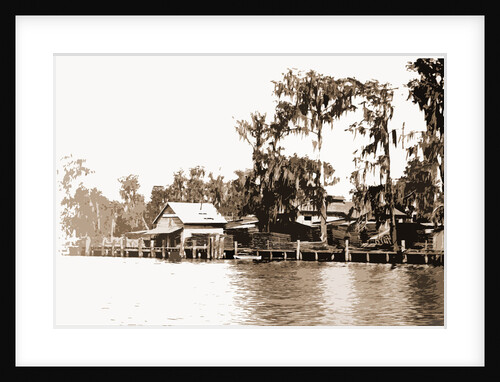 Satsuma on the St. Johns, Jackson by Anonymous