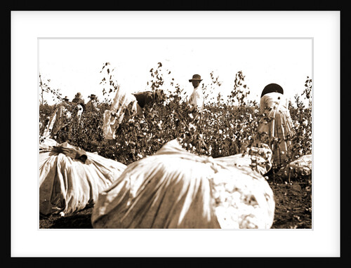 Picking cotton, Jackson by Anonymous