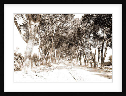 The Alameda, Aguas Calientes by Anonymous