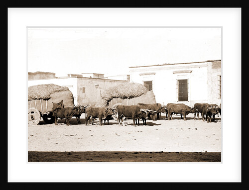 Guadalajara, carretas and oxen by Anonymous