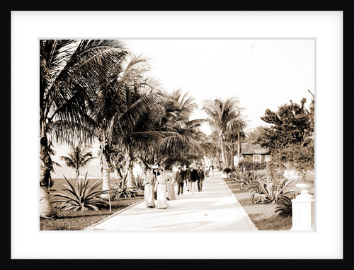 In the grounds of the Royal Poinciana, Palm Beach by Anonymous