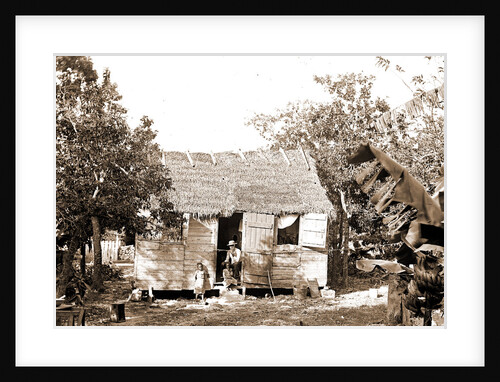 Thatched building and banana plant, possibly Nassau by Anonymous