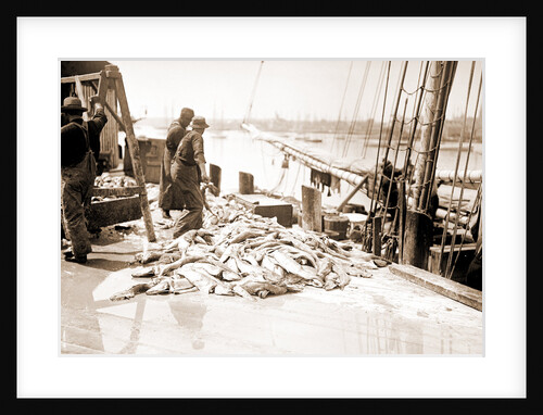 Unloading Gorton's codfish, Gloucester by Anonymous