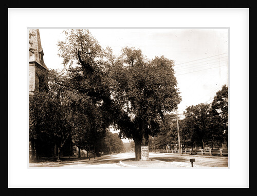 The Washington elm by Anonymous