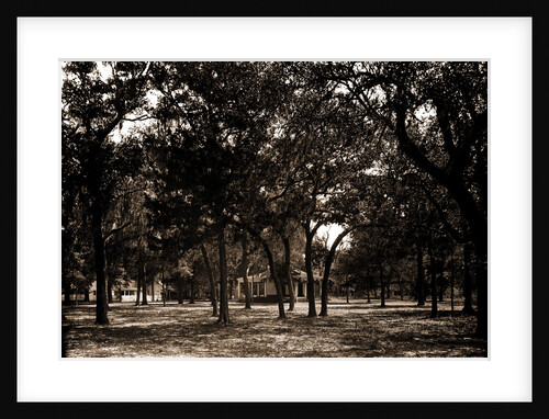 Pavilion behind trees, possibly Southern States by Anonymous