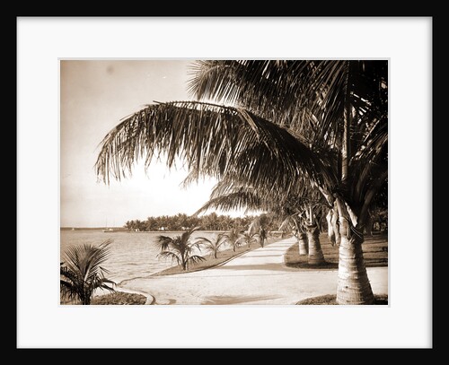 Palm Beach, Jackson by Anonymous