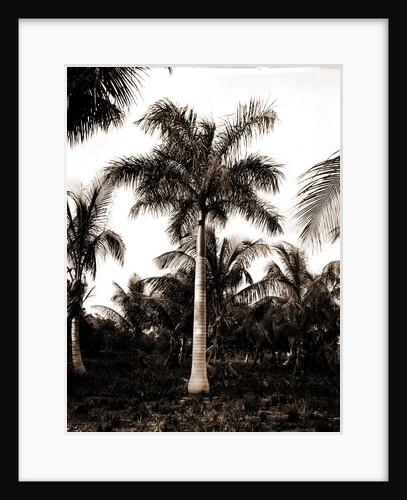 Royal palms at Cocoanut by Anonymous