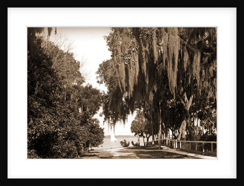 Indian River at Rockledge, Fla by Anonymous
