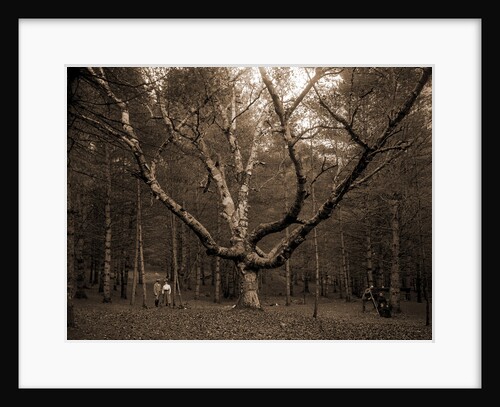 Wizard Tree, Cathedral Woods by Anonymous